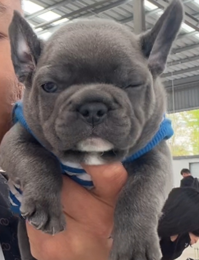 割爱低价出售蓝牛法斗幼犬，原价4500，喂养一个月，现在三月大，健康活泼